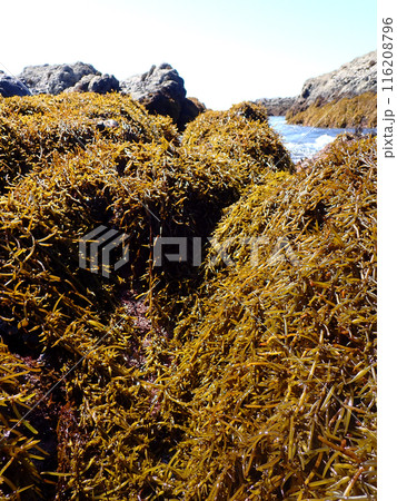 貴重な国産ひじき 116208796