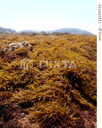 ヒジキの森 116209316