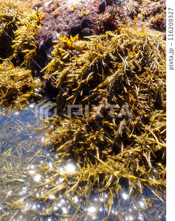 天然ひじき　日本 116209327