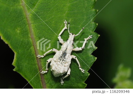 ヒメシロコブゾウムシ 116209346