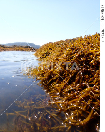 岩場の鹿尾菜 116209612