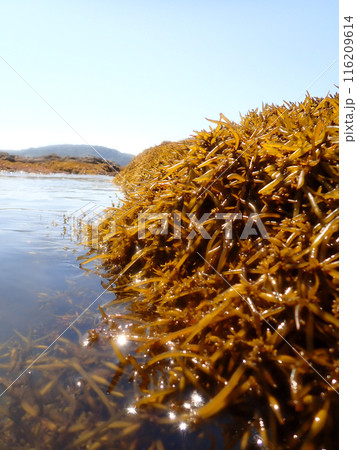 鹿尾菜　海藻 116209614