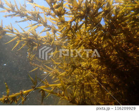水中のひじき 116209929