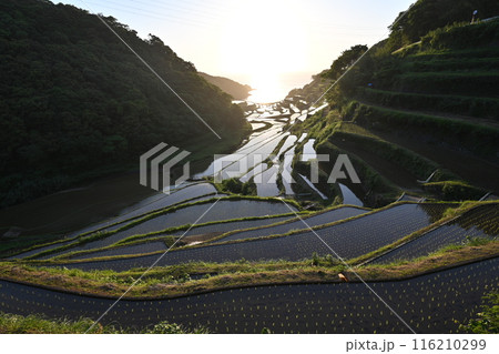 棚田に沈む夕日 棚田に沈む夕日 116210299