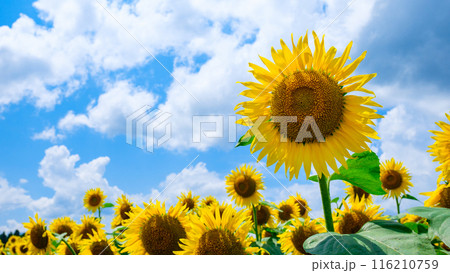 ひまわり(津南ひまわり広場) ひまわり(津南ひまわり広場) 116210759