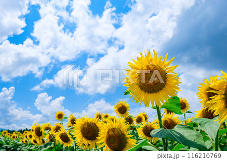 ひまわり（津南ひまわり広場） 116210769