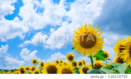 ひまわり(津南ひまわり広場) ひまわり(津南ひまわり広場) 116210795