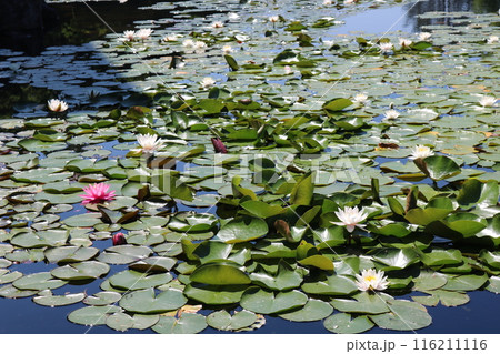 ピンクと白の蓮の花 ピンクと白の蓮の花 116211116