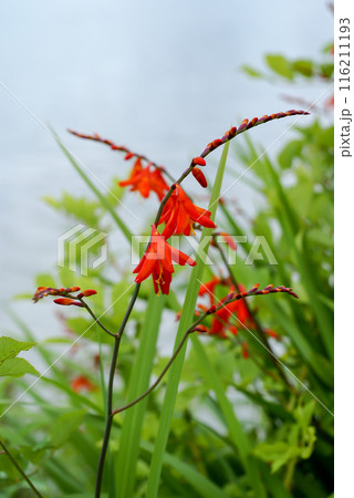 信濃川・やすらぎ堤の姫檜扇水仙(ひめひおうぎすいせん) 116211193