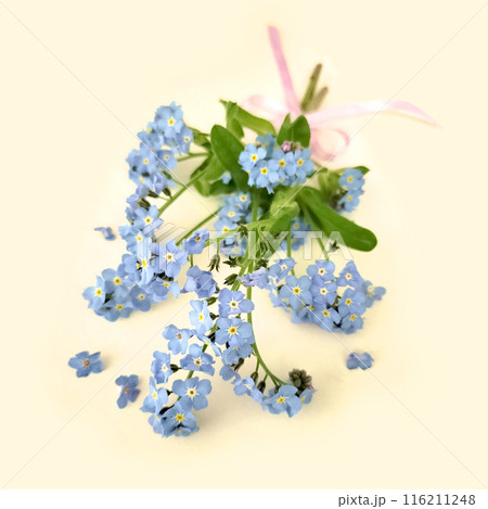 ピンクのリボンで結んだワスレナグサの小さな花束 ピンクのリボンで結んだワスレナグサの小さな花束 116211248