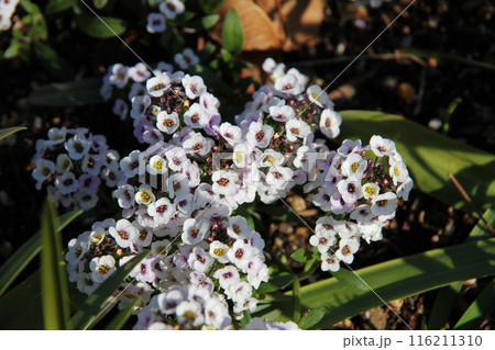 アリッサム 116211310