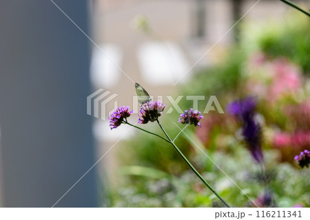 花のみち 116211341