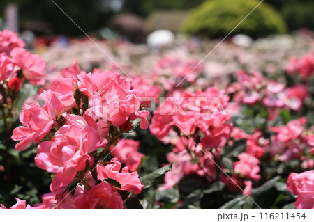 埼玉県北足立郡伊奈町のバラ公園のピンクのバラの花 116211454
