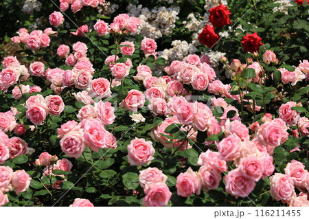 埼玉県北足立郡伊奈町のバラ公園のピンクのバラの花 埼玉県北足立郡伊奈町のバラ公園のピンクのバラの花 116211455
