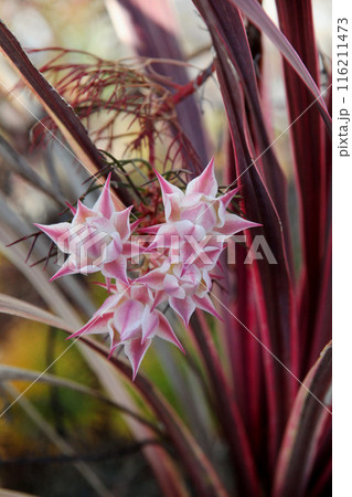 セルリアの花 セルリアの花 116211473