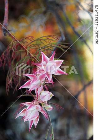 セルリアの花 セルリアの花 116211478
