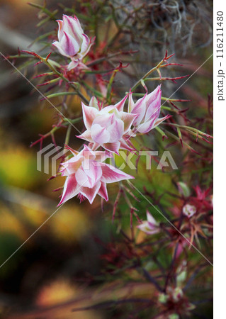 セルリアの花 セルリアの花 116211480