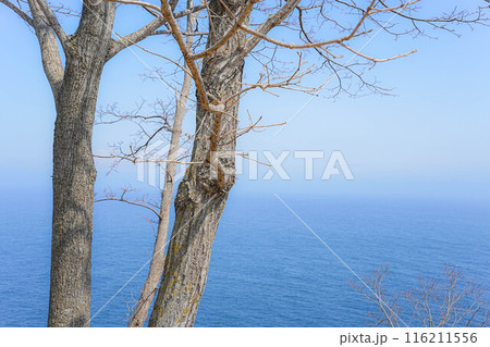 黒崎海岸 116211556