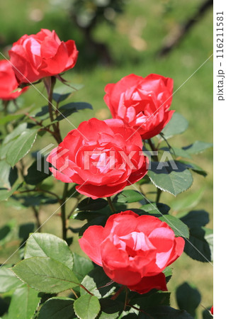 埼玉県北足立郡伊奈町のバラ公園の赤いバラの花 116211581