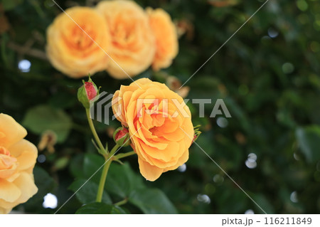 埼玉県北足立郡伊奈町のバラ公園の黄色のバラの花 116211849