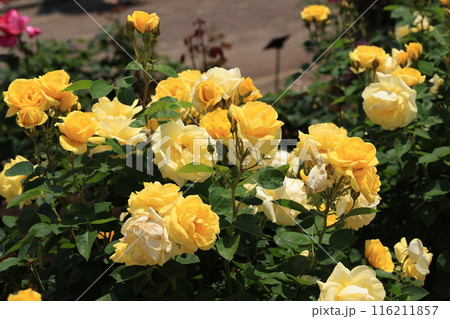 埼玉県北足立郡伊奈町のバラ公園の黄色のバラの花 116211857