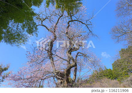 一関市千厩町の種蒔桜 116211906
