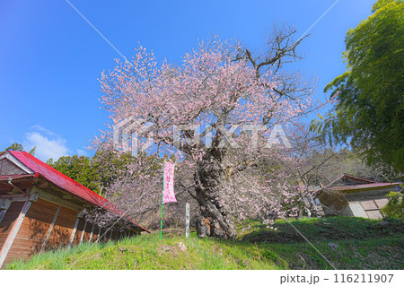 一関市千厩町の種蒔桜 116211907