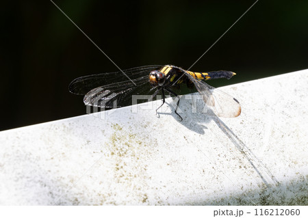 ガードレールにムギワラトンボ 116212060