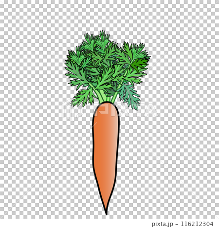 ニンジンのイラスト ニンジンのイラスト 116212304