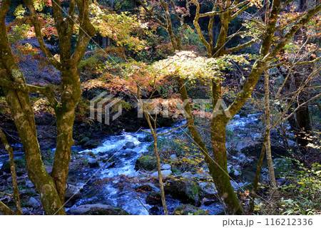 那倉川渓谷へ行きました　＃25 116212336