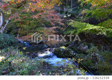 那倉川渓谷へ行きました　＃27 116212339