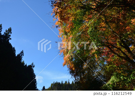 那倉川渓谷へ行きました　＃48 116212549