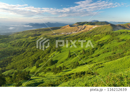 夏 志賀高原渋峠から望む朝陽を浴びる爽やかな白根山と笹原斜面 116212639