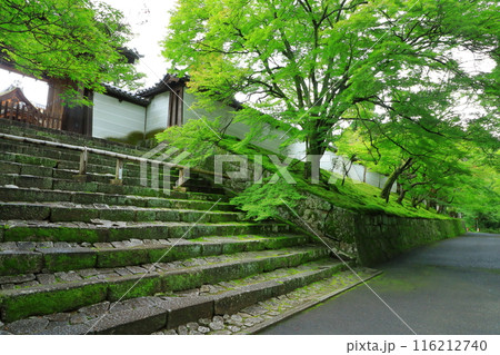 京都　曼殊院門跡　勅使門 116212740