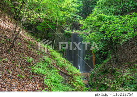 雑木林の中の砂防ダム 京都市左京区 雑木林の中の砂防ダム 京都市左京区 116212754