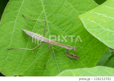 カマキリ幼虫 116212781