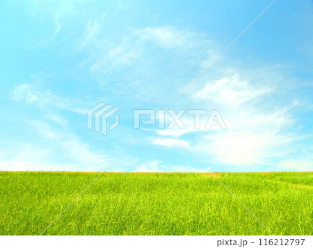 初夏の梅雨の晴れ間の江戸川土手風景 116212797