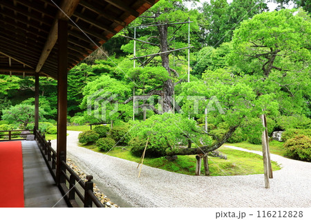 京都　曼殊院門跡　枯山水庭園 116212828