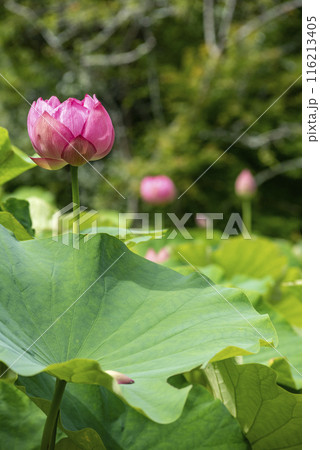 鎌倉246 光則寺8 蓮 鎌倉246 光則寺8 蓮 116213405