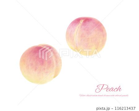 手書きのリアルな桃のイラスト 116213437
