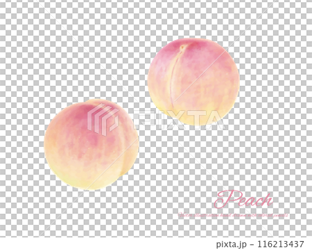 手繪寫實桃花插畫 116213437