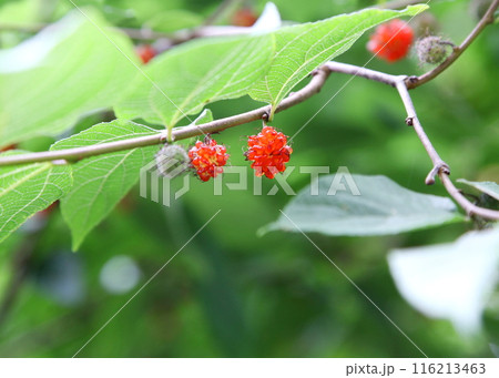 ヒメコウゾの赤い実 116213463