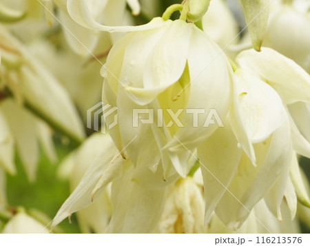 ユッカランの白い花 116213576