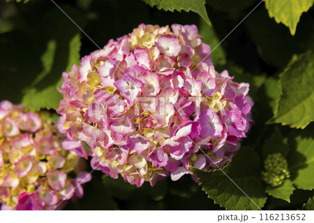 善福寺公園の満開の紫陽花【植物イメージ】 116213652