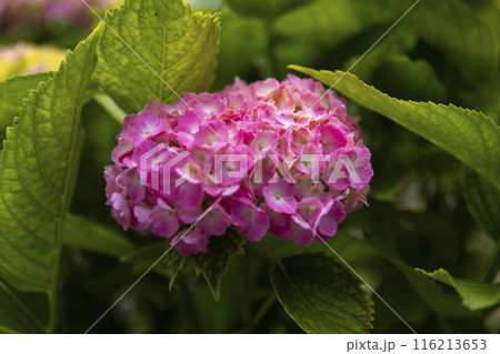 善福寺公園の満開の紫陽花【植物イメージ】 116213653