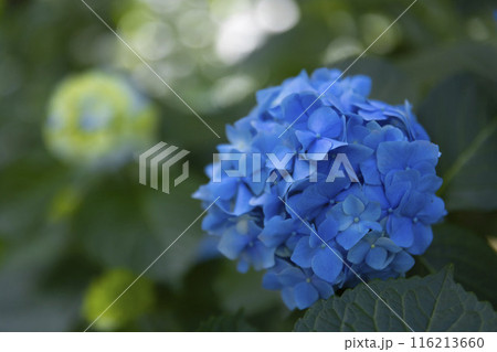 善福寺公園の満開の紫陽花【植物イメージ】 116213660