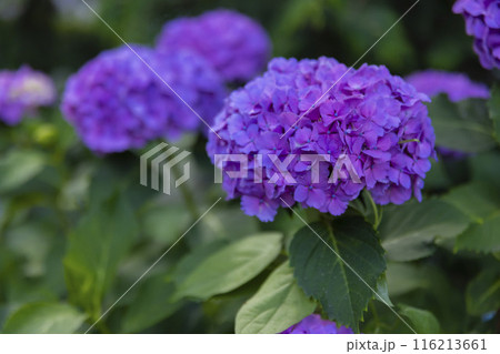 善福寺公園の満開の紫陽花【植物イメージ】 116213661