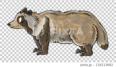 Raccoon dog 116213662