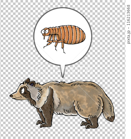 Raccoon and flea Raccoon and flea 116213668
