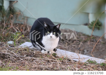野良猫 116213700